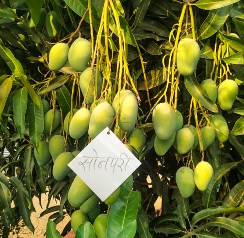 mango farmer