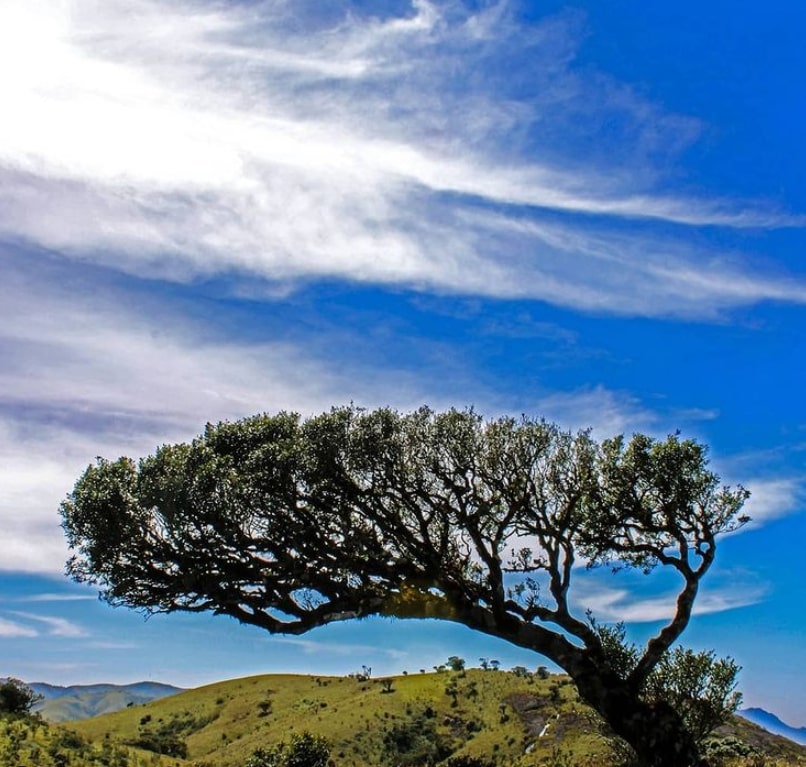An old Ilex tree, native to the shola grassland mosaic, growing on a grassy hill top