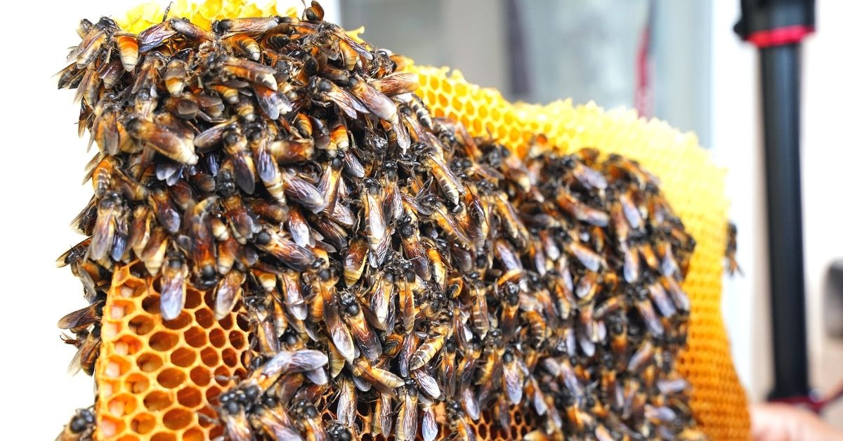 Bees producing honey in beehives