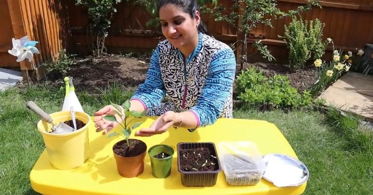 Love Green Chilli In Your Tadka? Grow Them at Home In 5 Easy Steps