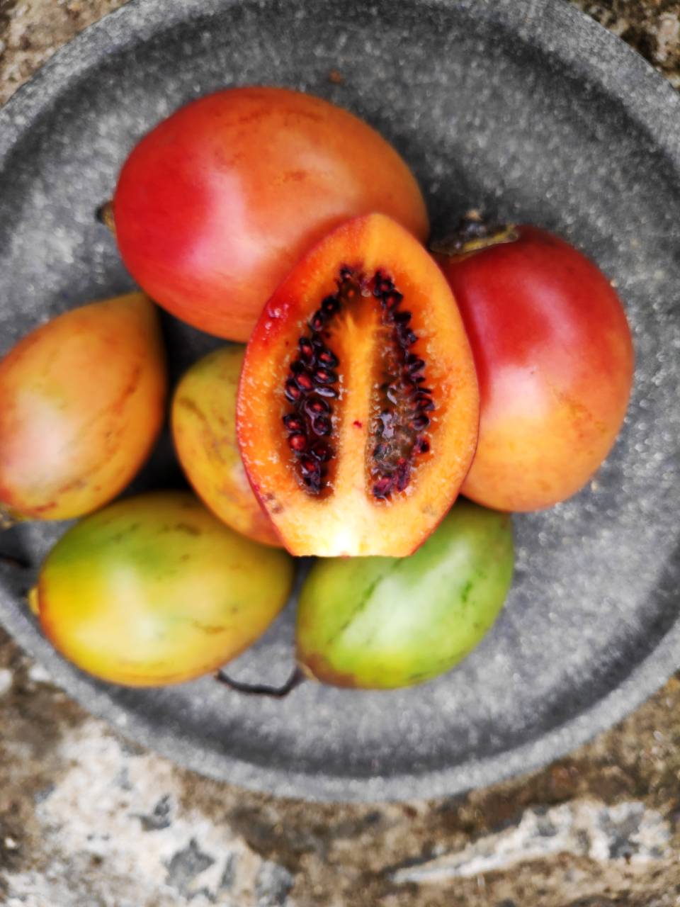 Growing tree tomatoes in Kodaikanal