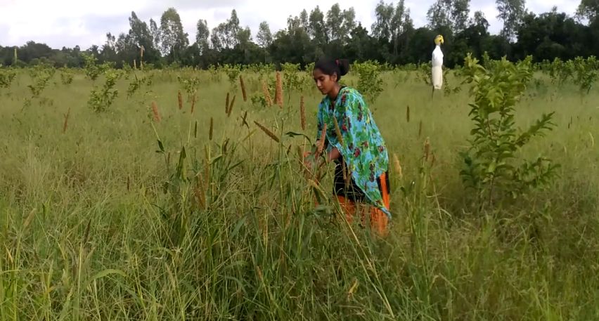 natural farming