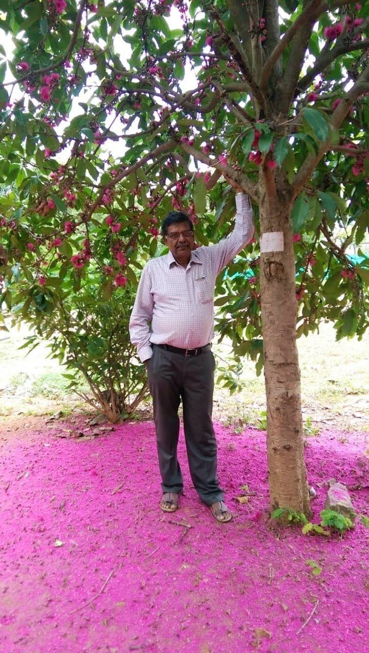Engineer creates mini food forest in Bengaluru