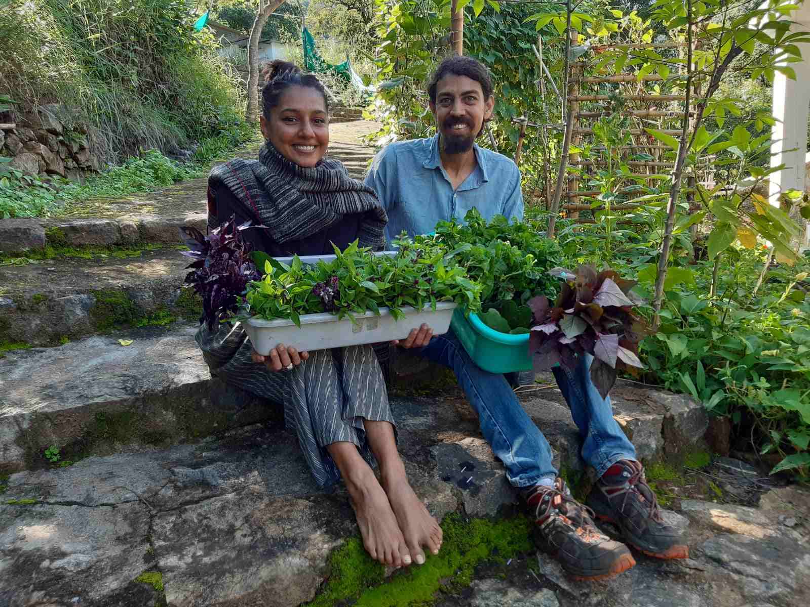 Growing tree tomatoes in Kodaikanal