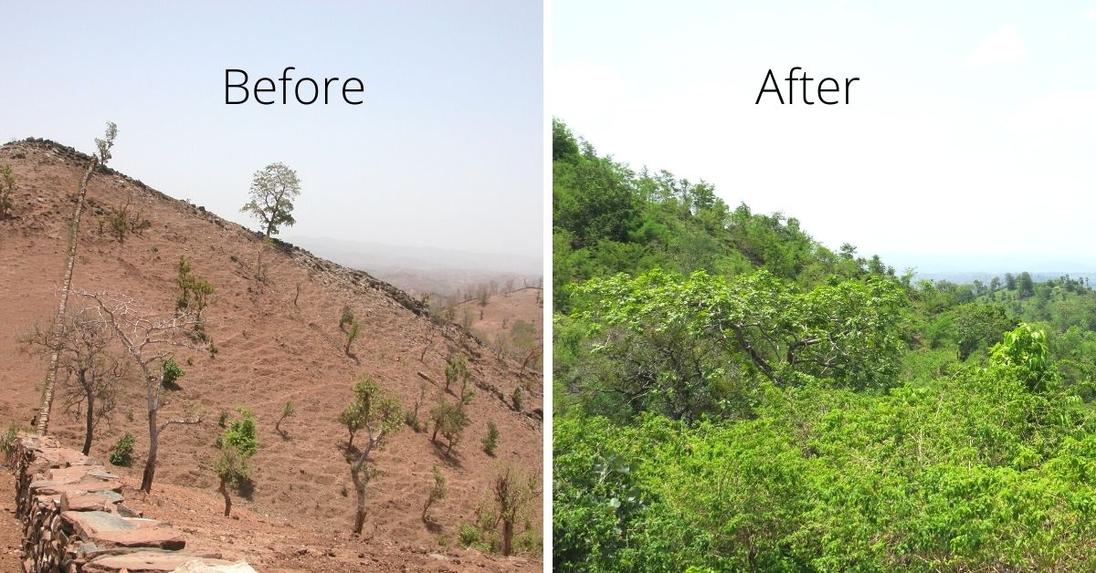 Fighting Climate Change, Rajasthan Villagers Turn Barren Land To Dense Forest