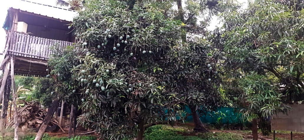 Engineer creates mini food forest in Bengaluru