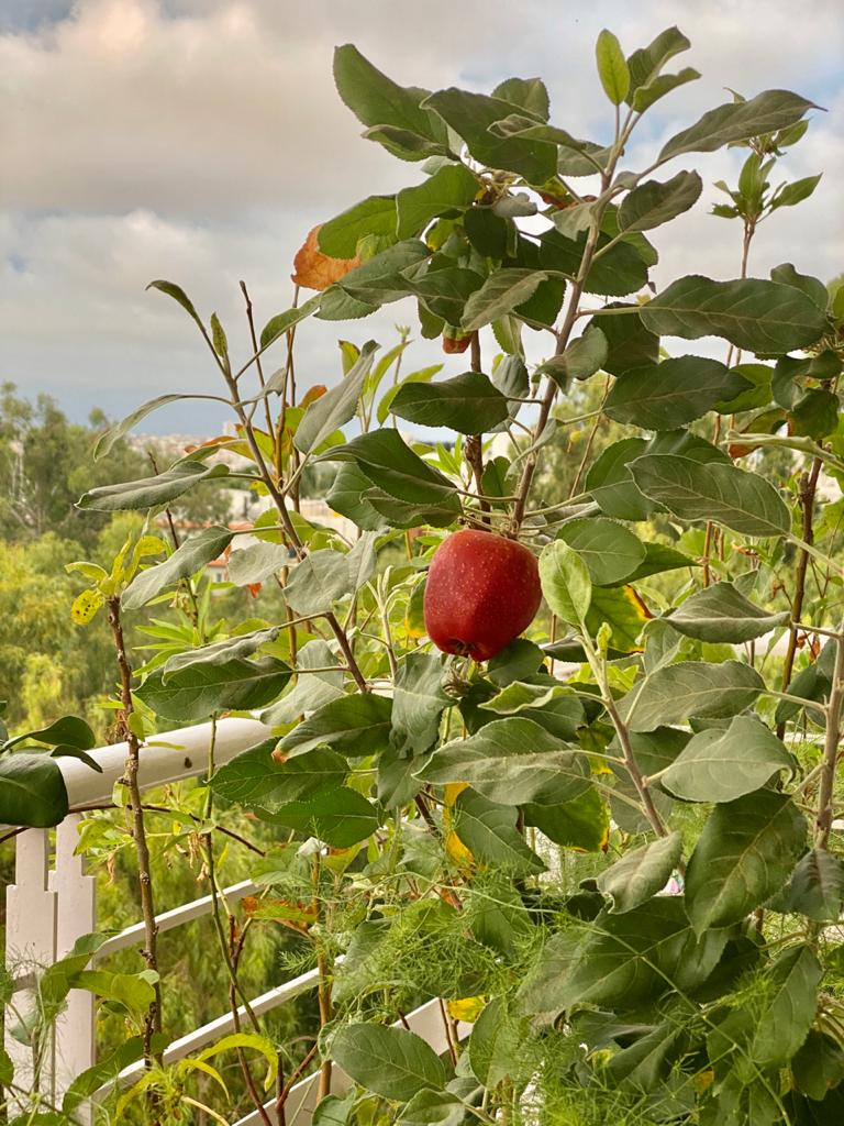 Growing apples in Bengaluru 