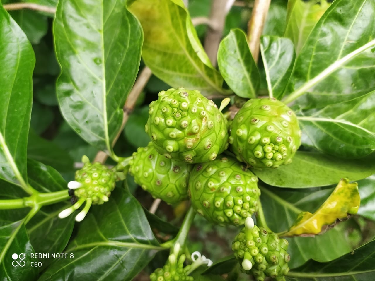 growing Noni fruit in Jharkhand