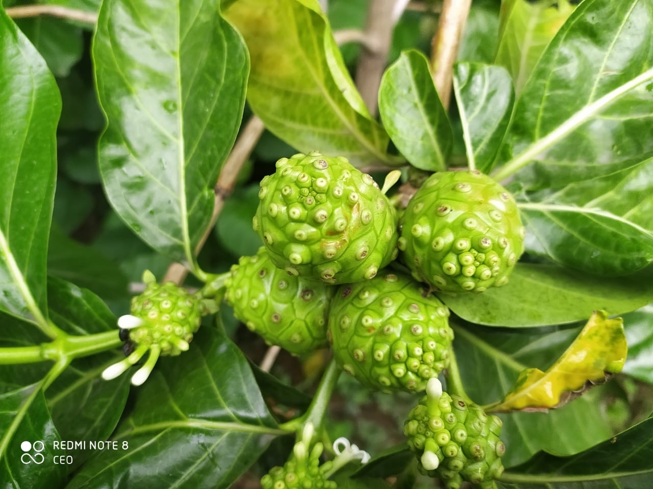 Bokaro Student Grows Indigenous Superfruit With Seeds Worth Rs 800/Kilo