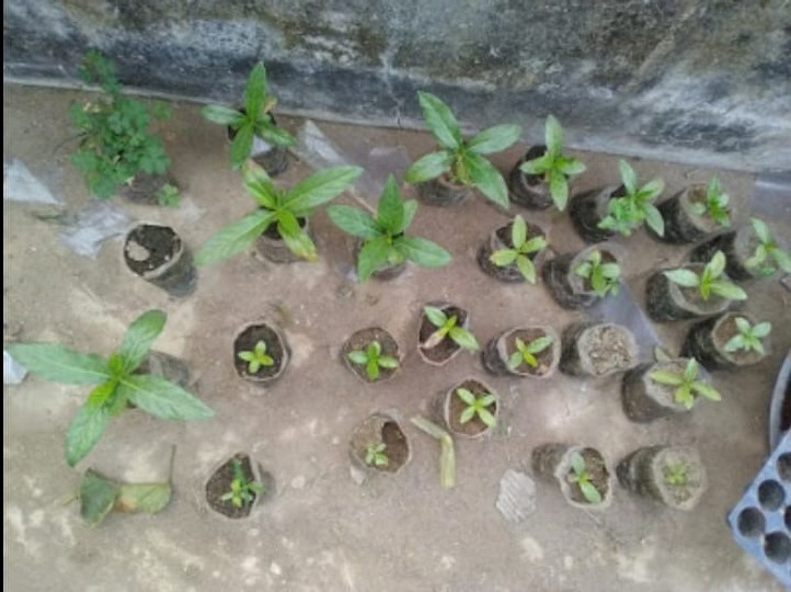 growing Noni fruit in Bokaro, Jharkhand