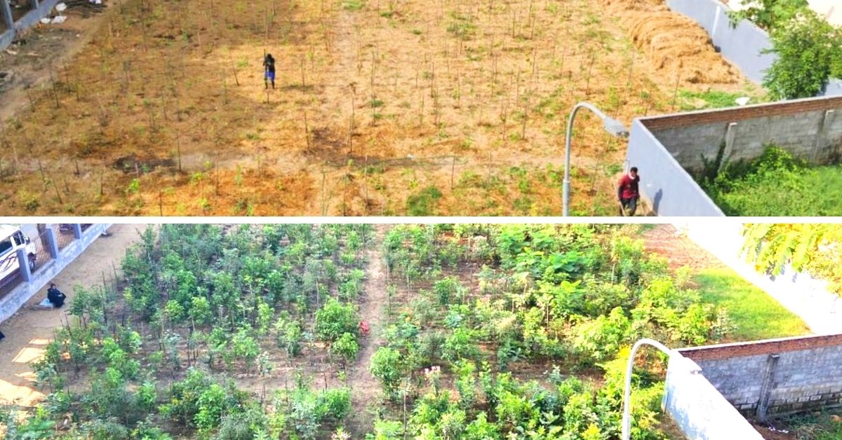 Chennai Community Grow 25 Miyawaki Forests Across Tamil Nadu, Raise 65,000 Trees