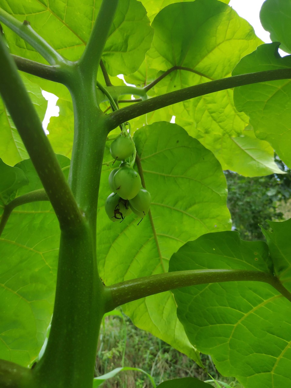 Growing tree tomatoes in Kodaikanal