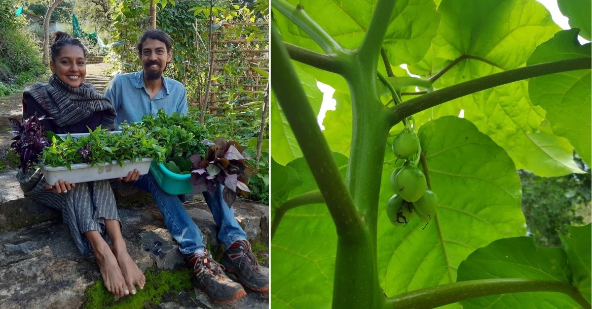 Mumbai Woman Moves to Kodaikanal, Grows Peru’s Rare Tree Tomatoes In Her Backyard