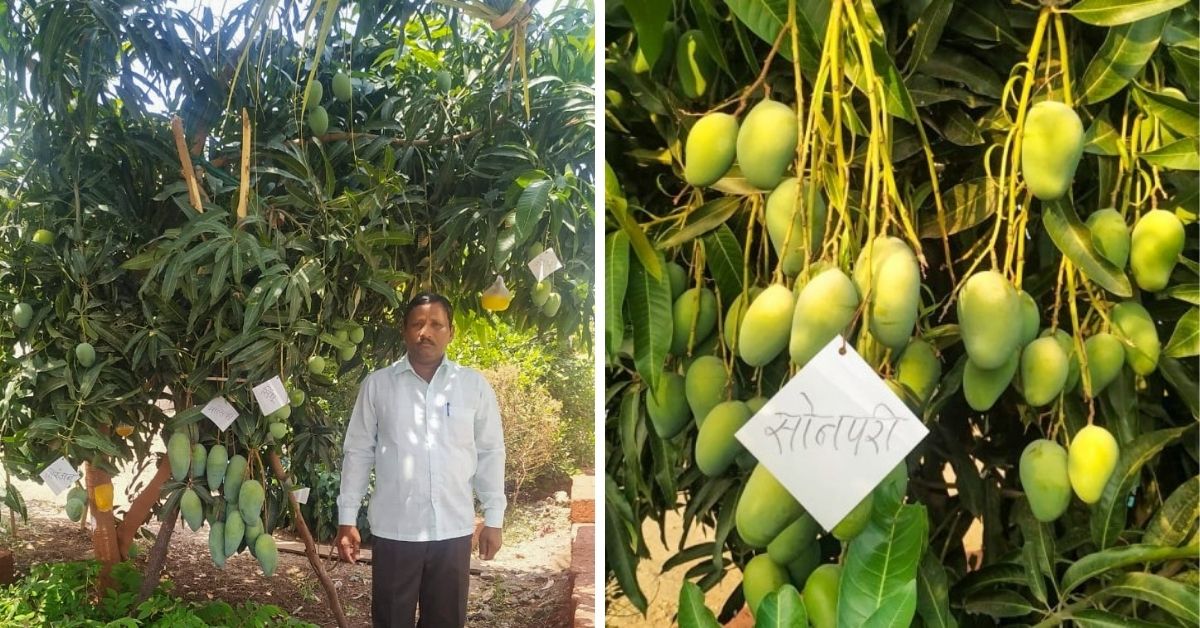 Former Auto Mechanic Grows 22 Mango Varieties on One Tree! Earns Rs 50 Lakh/Year