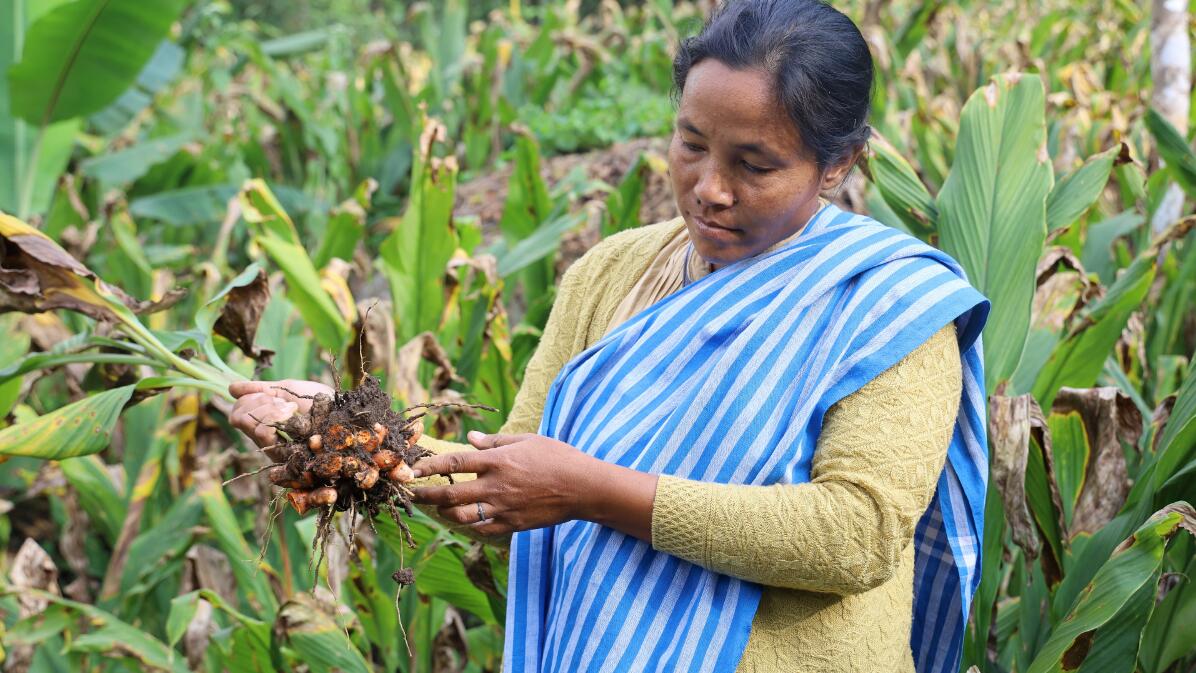 Turmeric 