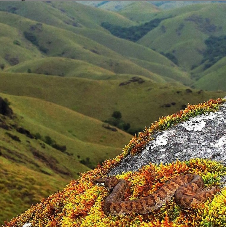 Nilgiri plateau is spread across 5,000 sq km of tableland