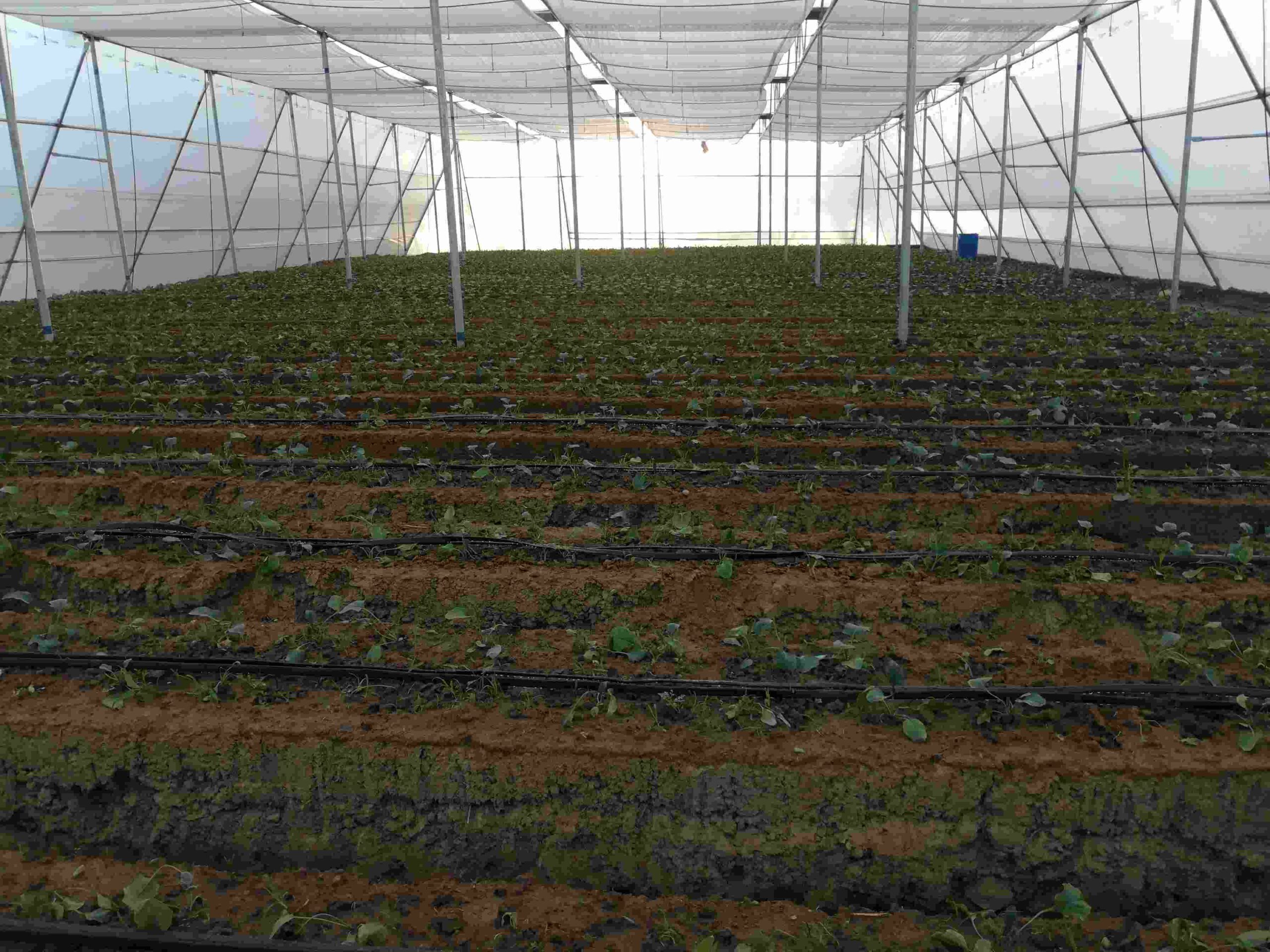 An inner view of the Rajput sisters' poly house where Gerbera cut flowers have been grown.