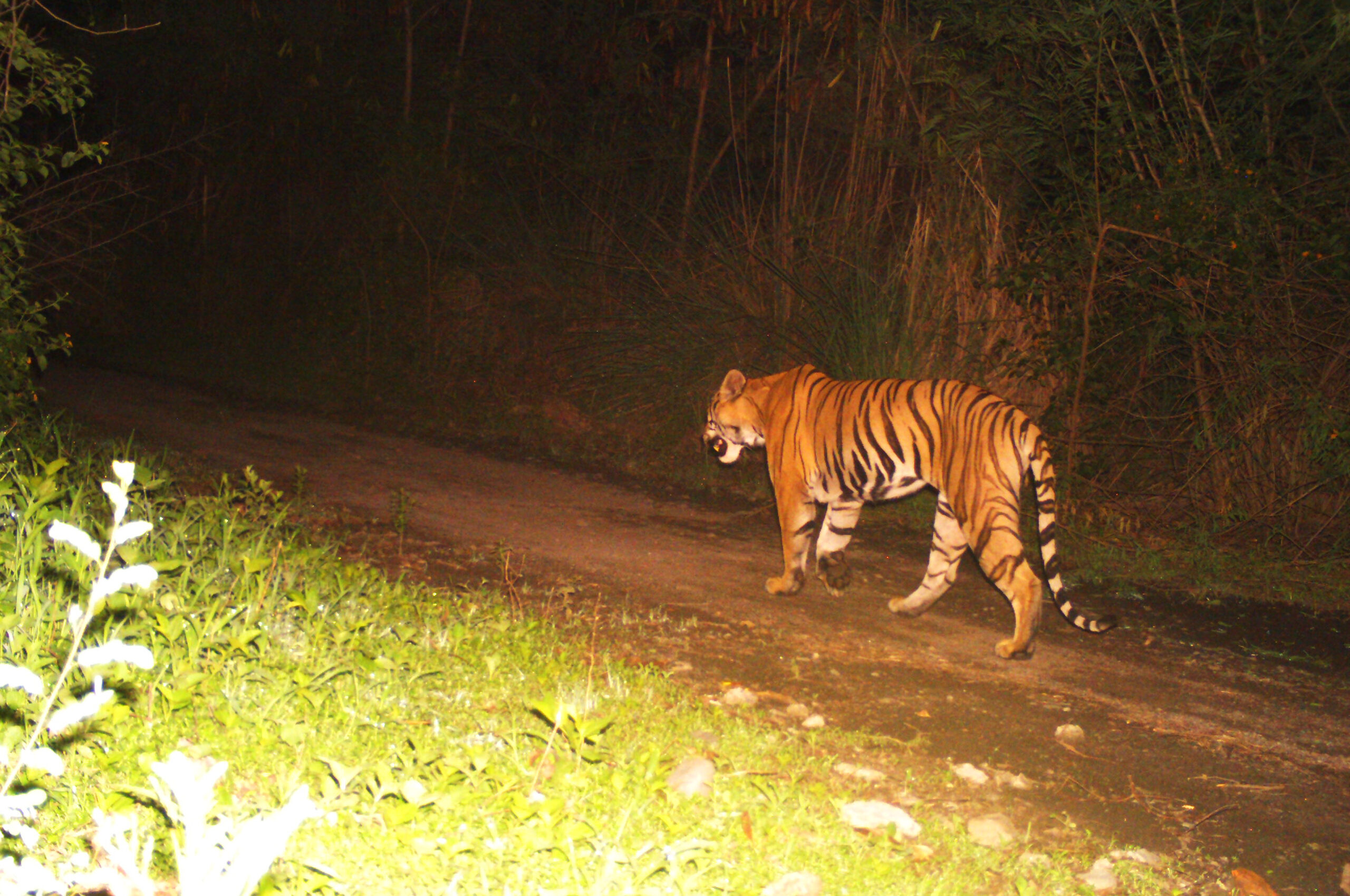 Royal bengal tiger found dead in West Bengal's Lalgarh