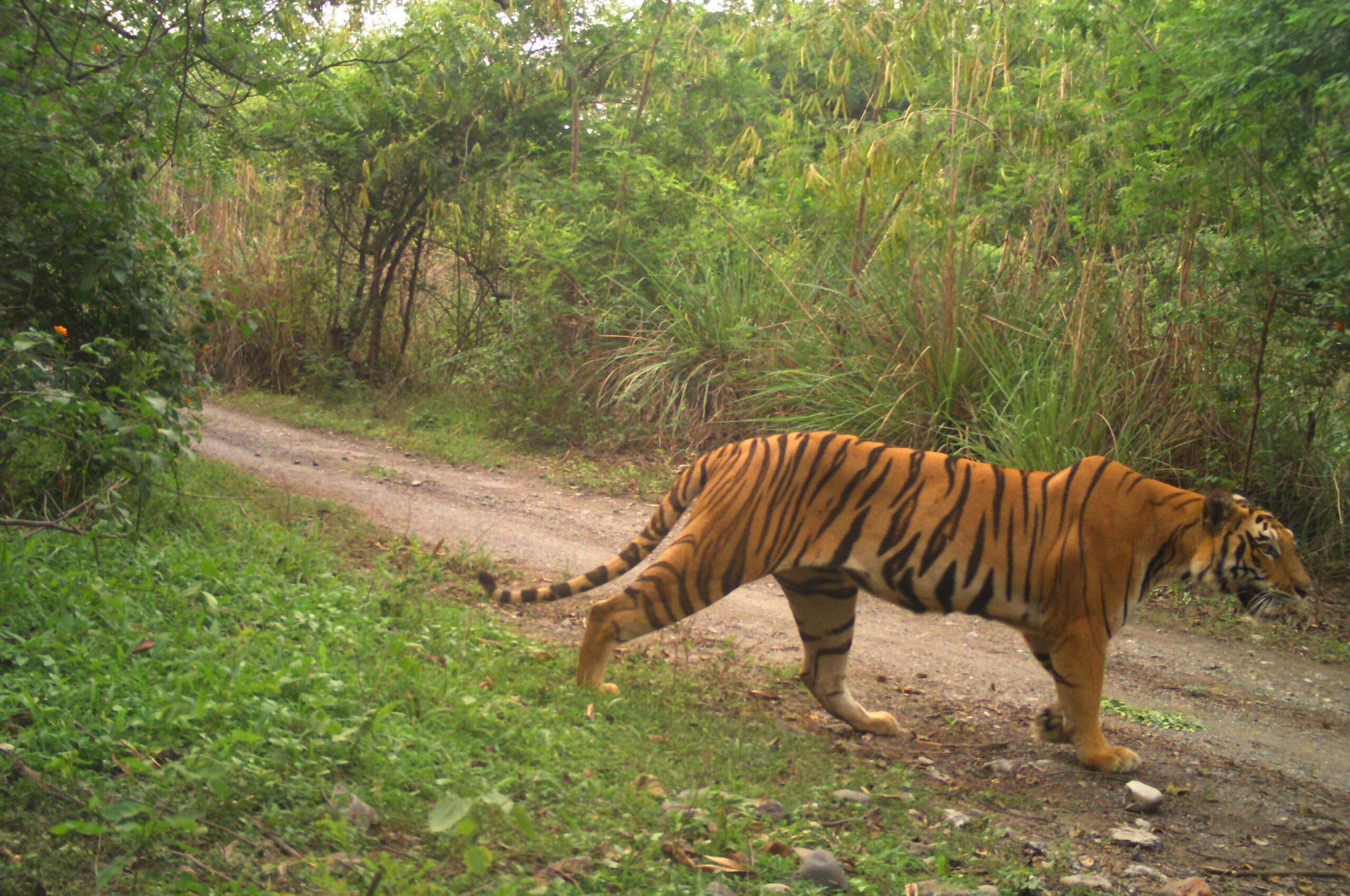 Royal bengal tiger found dead in West Bengal's Lalgarh