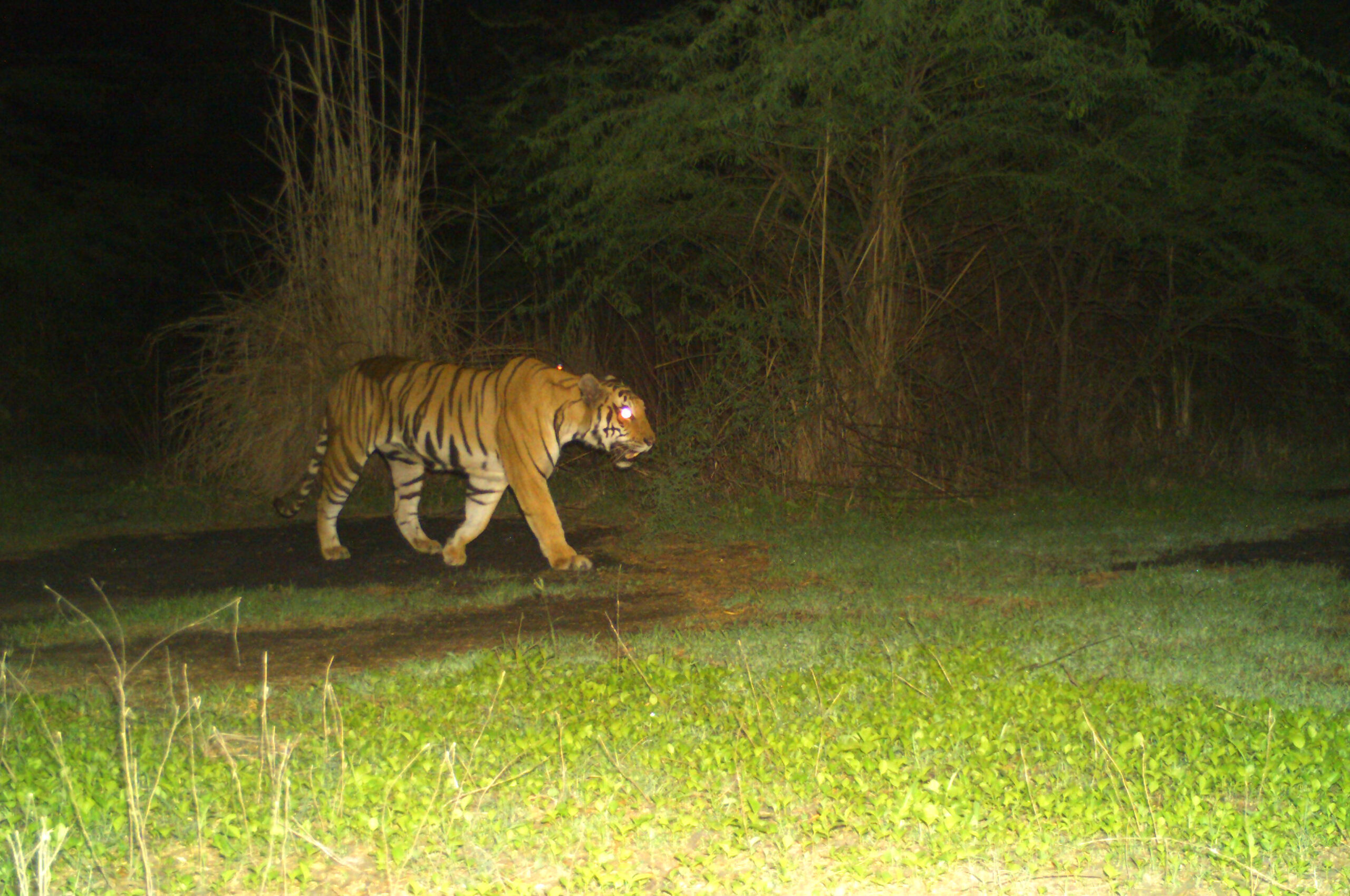 Royal bengal tiger found dead in West Bengal's Lalgarh