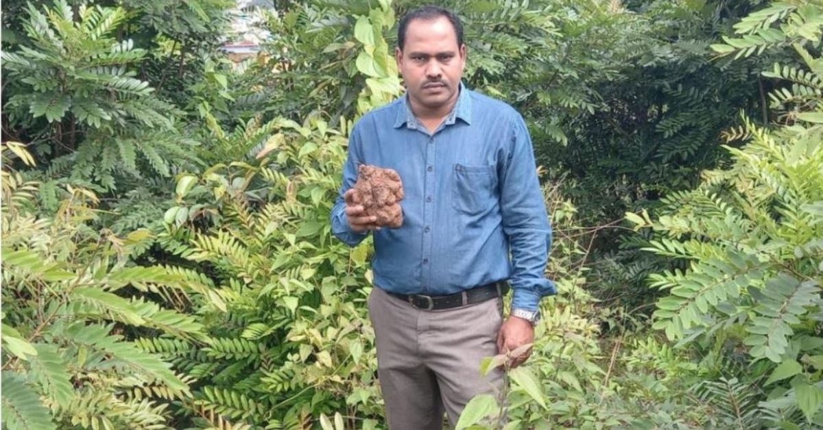 Professor Shares How Odisha’s Wild Yams Are Better in Nutrition Than Farmed Fruits