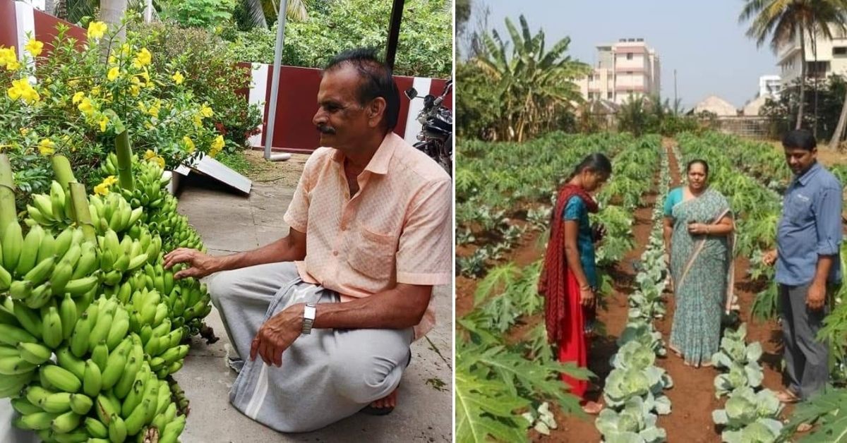 Farmer with bananas and farmers on vegetable field