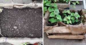 Easy Steps to Grow Brinjal, Potaoes & Other Veggies in Recycled Boxes at Home