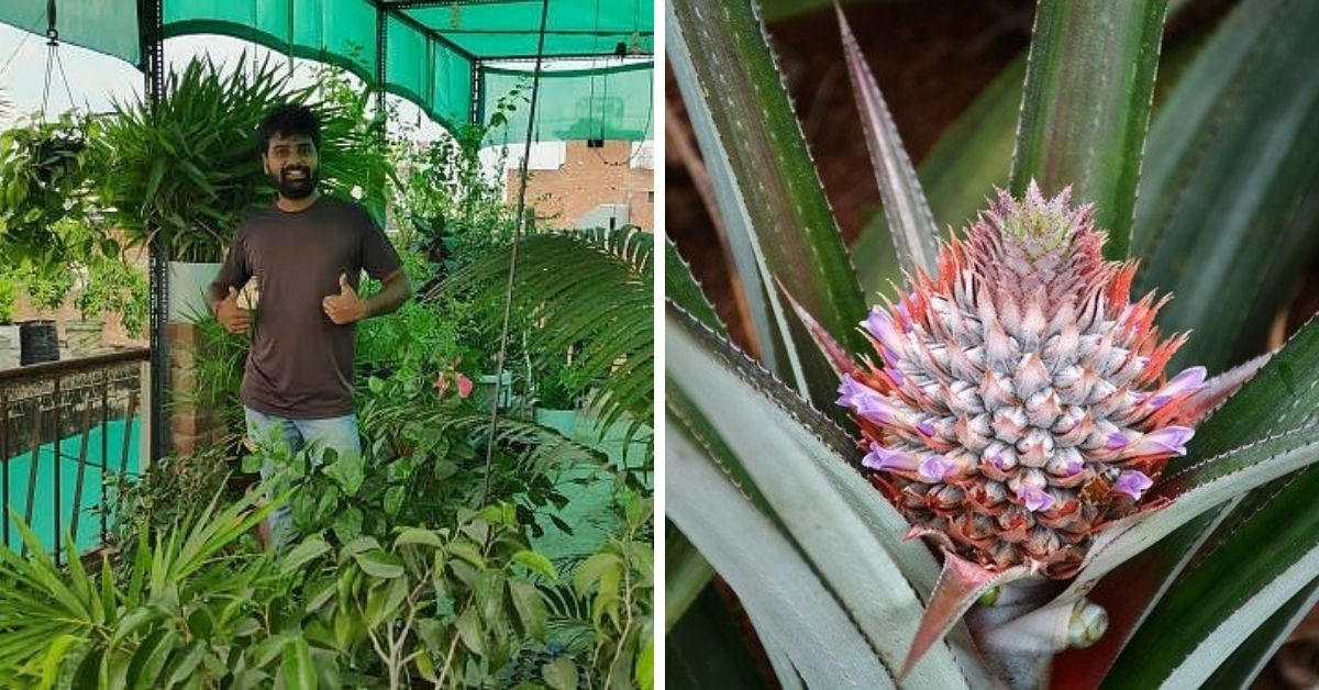 How to grow pineapple