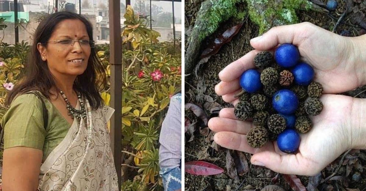How To Grow Rudraksha Tree At Home: Gardening Enthusiast Shares 4 Easy Steps