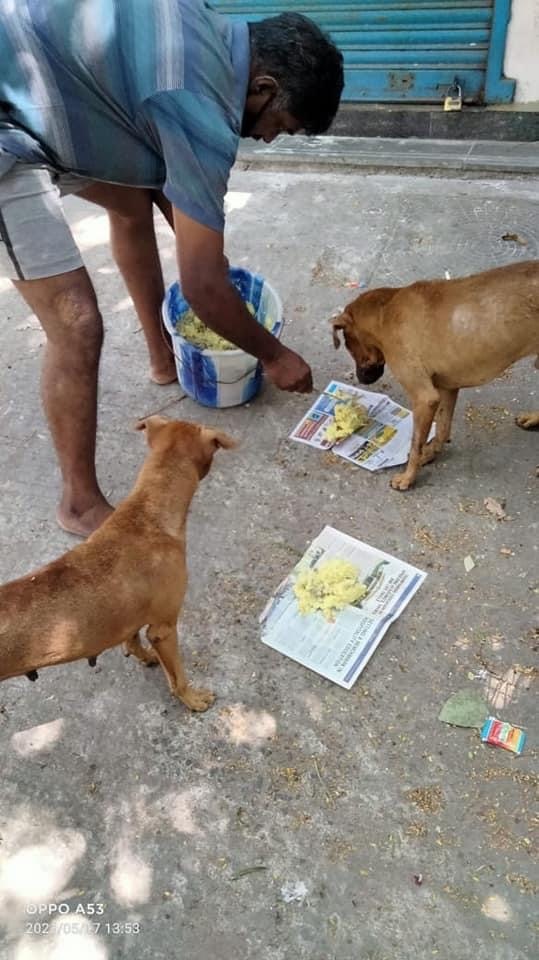Baskar feeding rice to stray dogs.