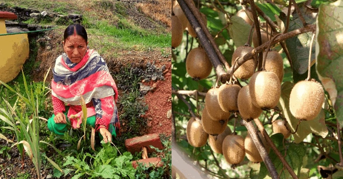 Defying Disapproval, Tehri’s Kiwi Queen Reaps Sweet Success With Innovative Farming