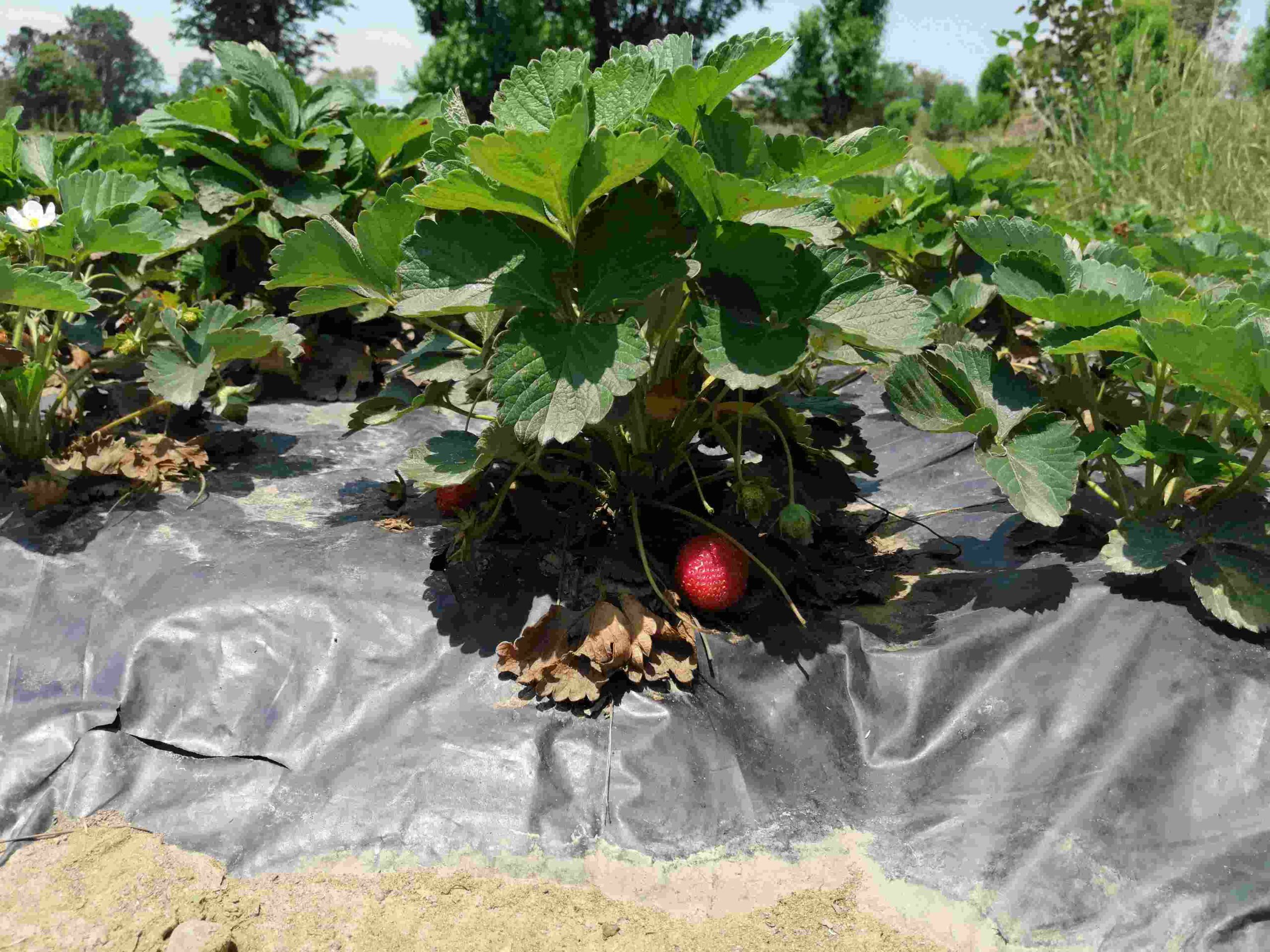 organic strawberries