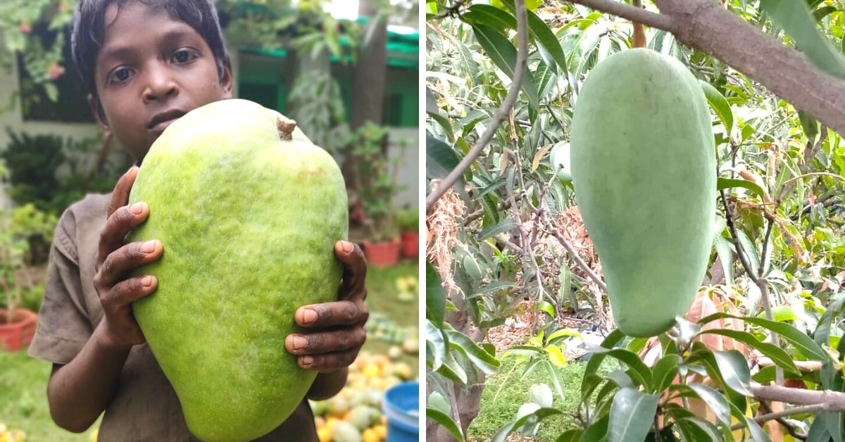 Meet the Growers of MP’s Giant Noorjahan Mangoes That Cost Upto Rs 1500/Piece
