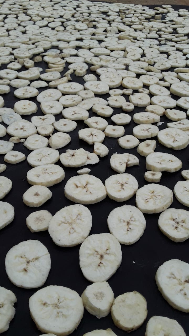 Banana slices drying under the sun
