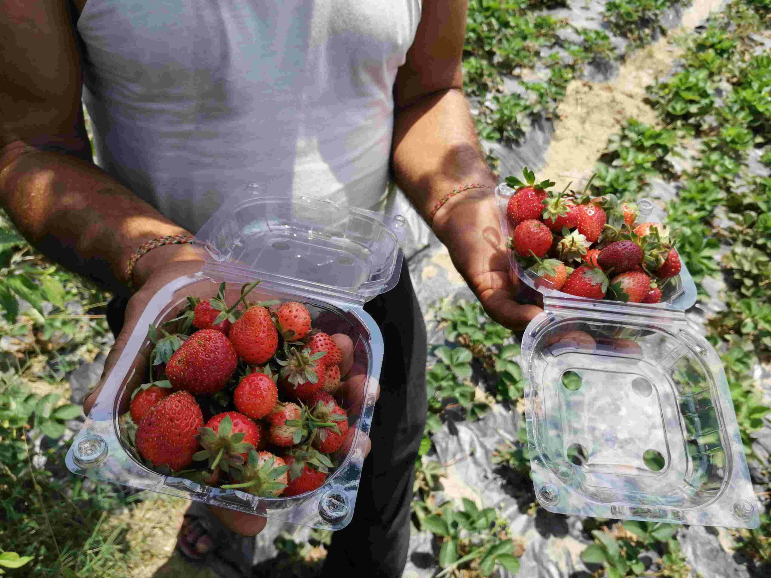 organic strawberries