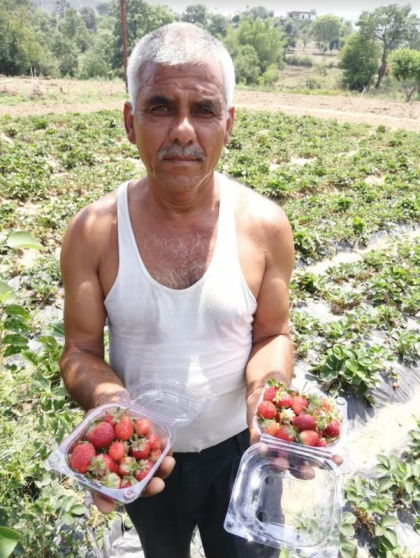 organic strawberries