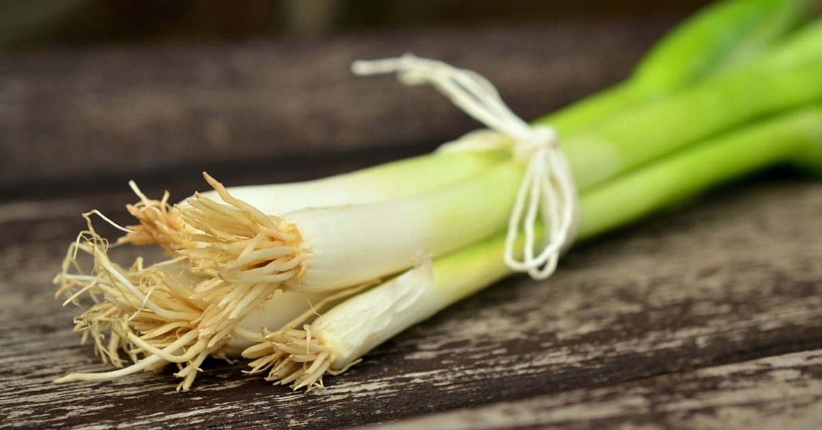 Grow organic spring onions