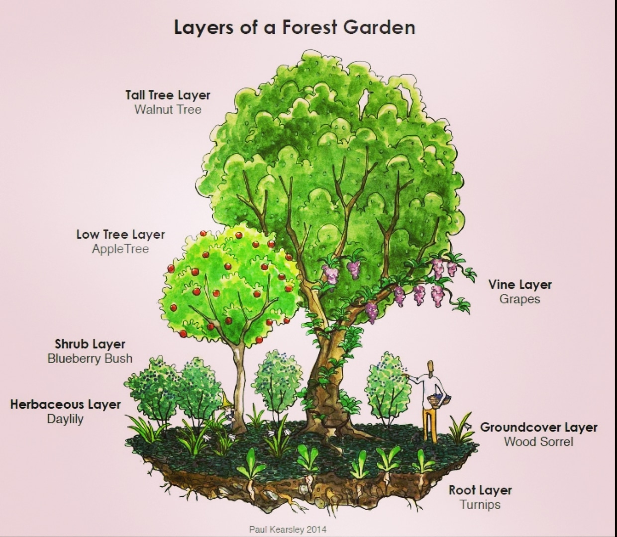 Multiple layers to a fruit forest