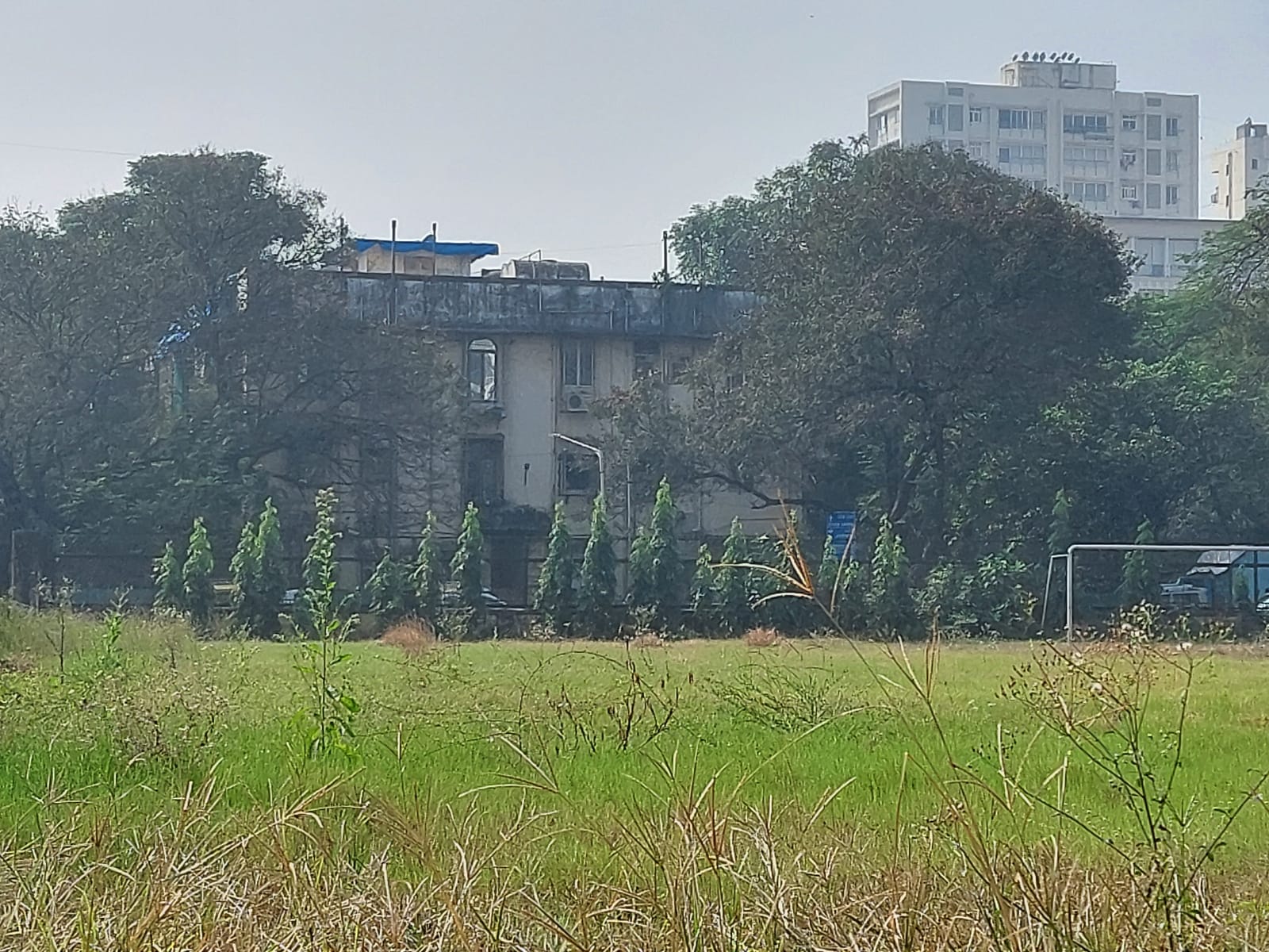 Ashoka trees planted by Turning Tide