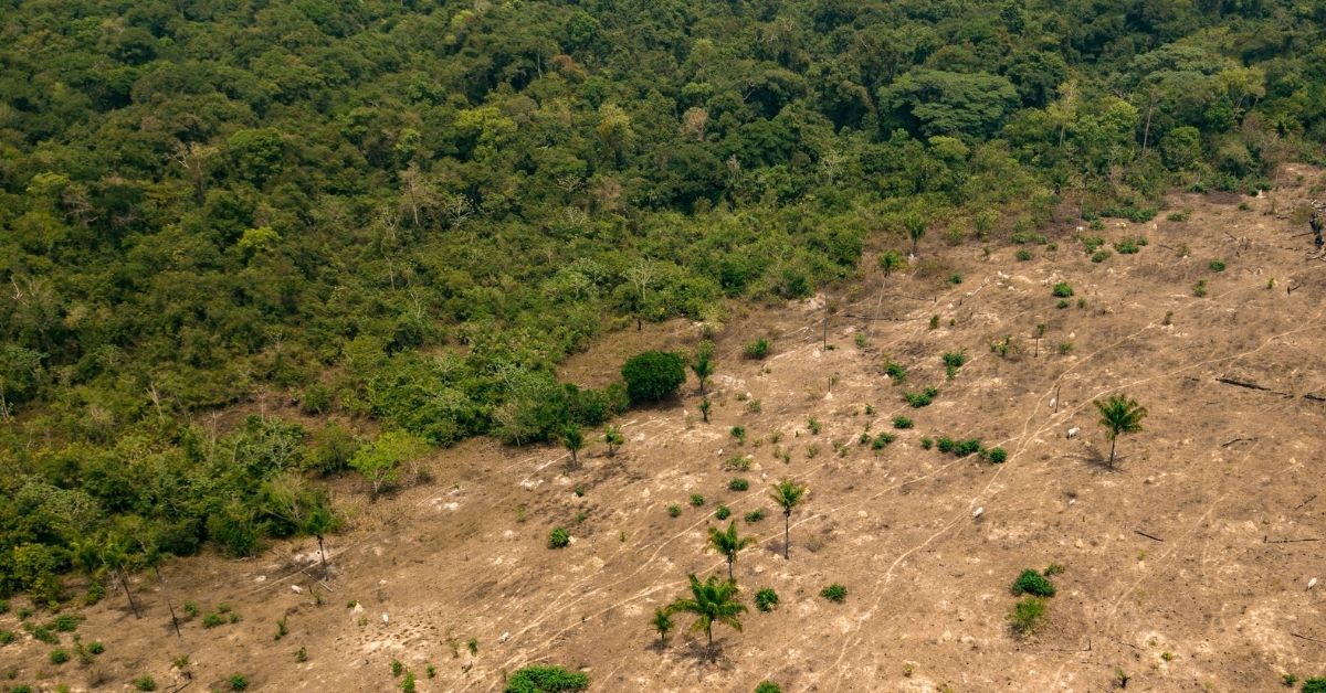 deforestation in brazil amazon