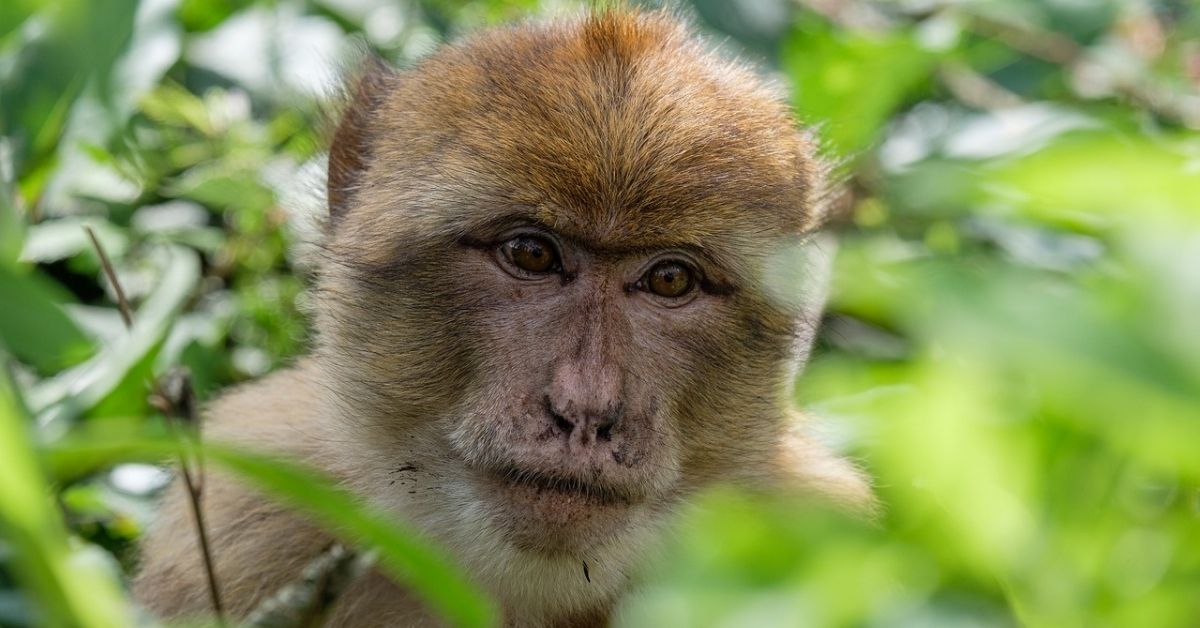 What Is The Monkey B Virus That Claimed A Life? Should You Be Worried?