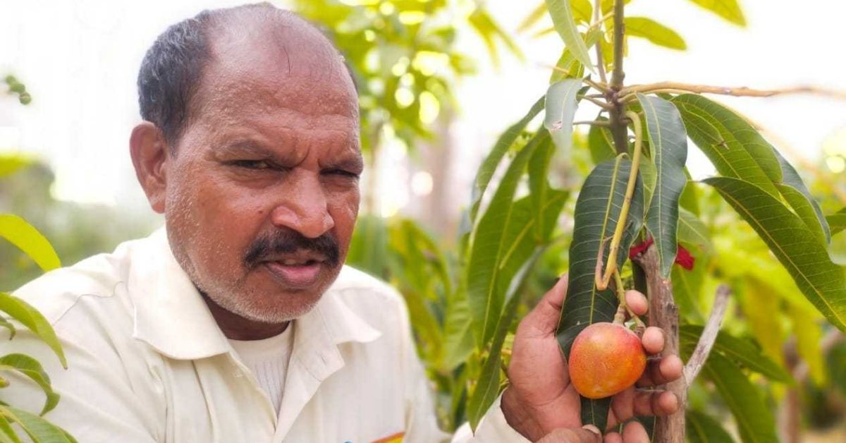 Inspired by Youtube, Man Grows World’s Most Expensive Mangoes in Rajasthan