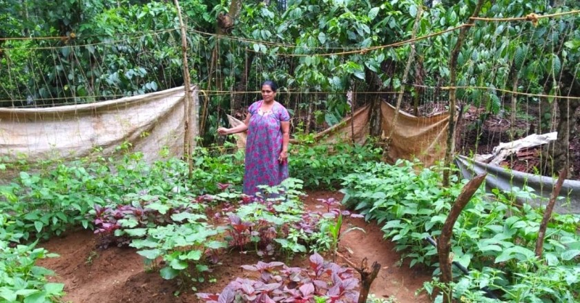 A farmer in Osmanabad in her farm