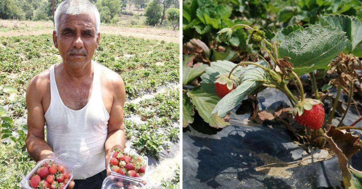 Jammu Farmer Boosts Income 40 Times by Choosing Organic Strawberries Over Wheat