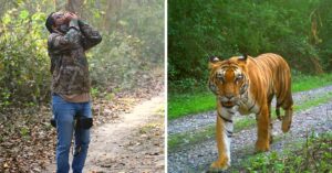 'When we Rescued a Tigress from a Factory': Experts Share Thrilling Details