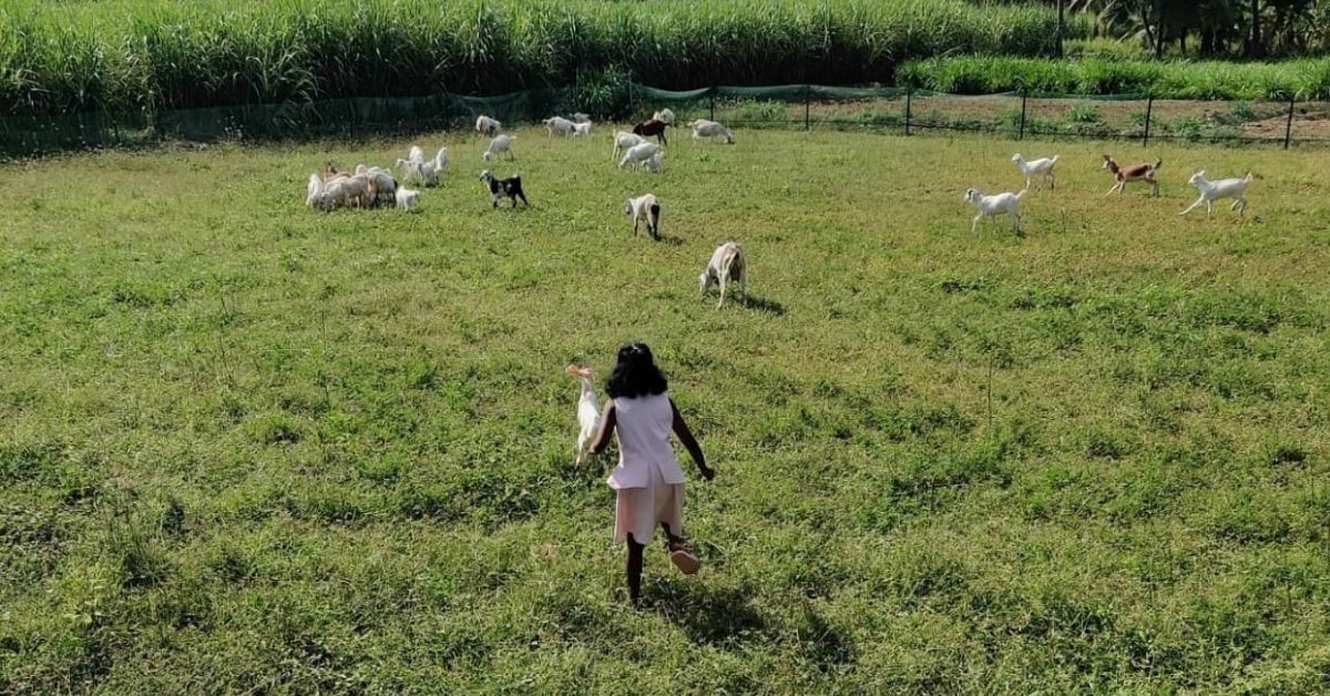 a farm with goats 