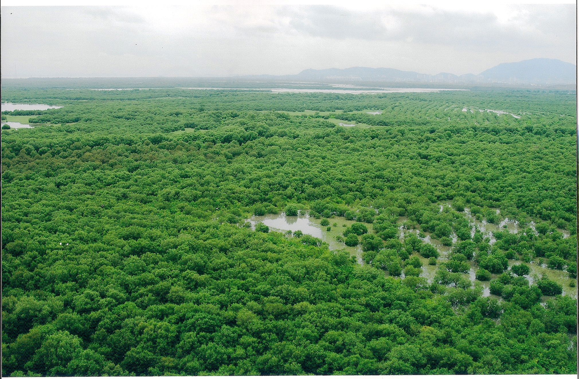 Mumbai Mangroves