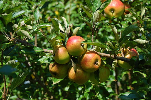 10 tips to grow apple in your small garden