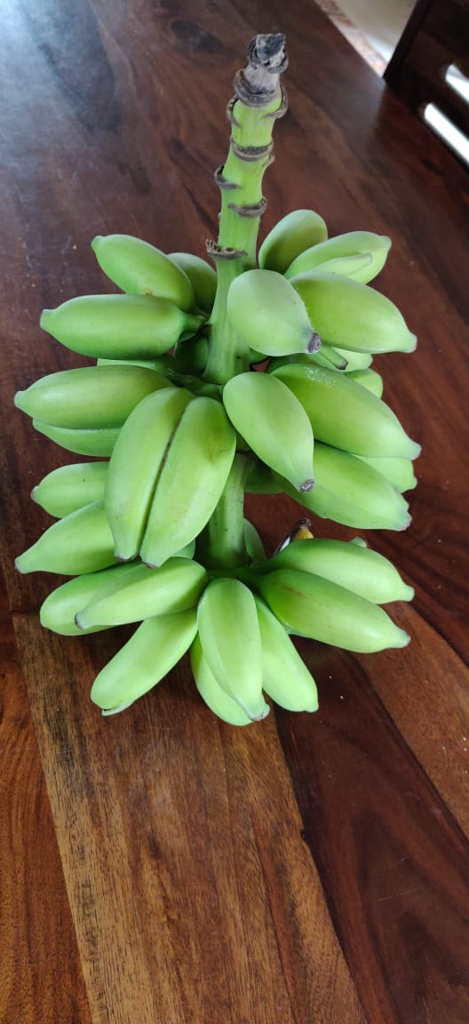 10 tips to grow fruits