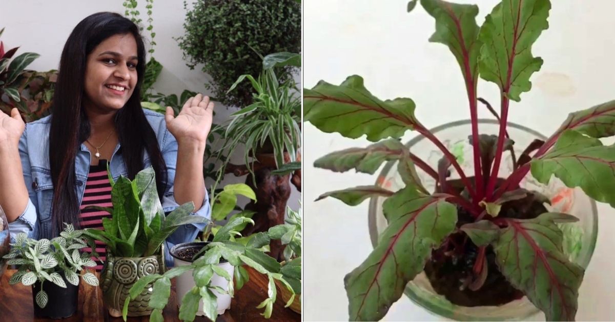 How to Grow Beetroots in Pots at Home: Gardener Shows in 10 Simple Steps